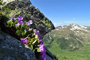 26 Primula irsuta (Prmula hirsuta) con vista verso il Ponteranica